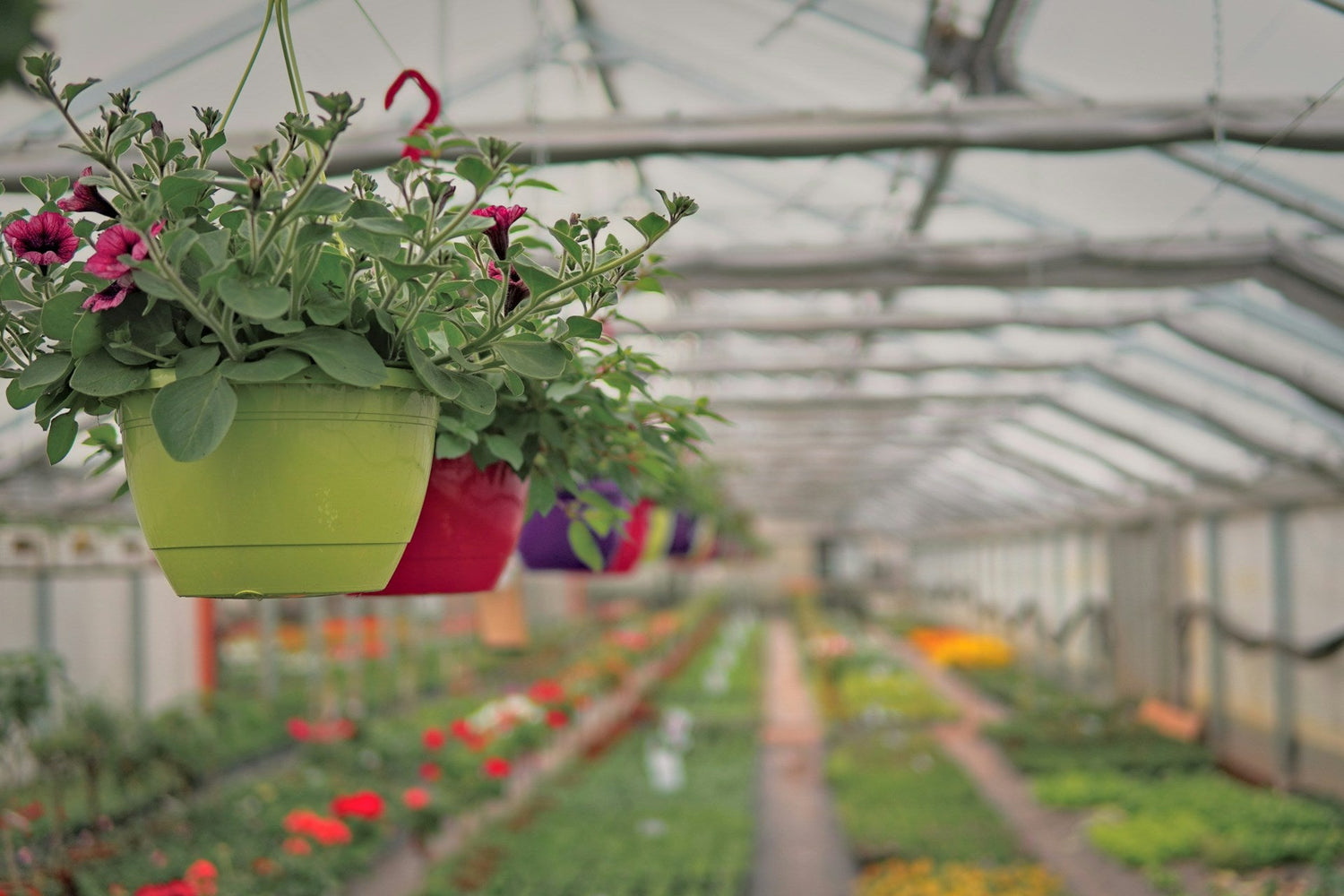 Plants & Seeds