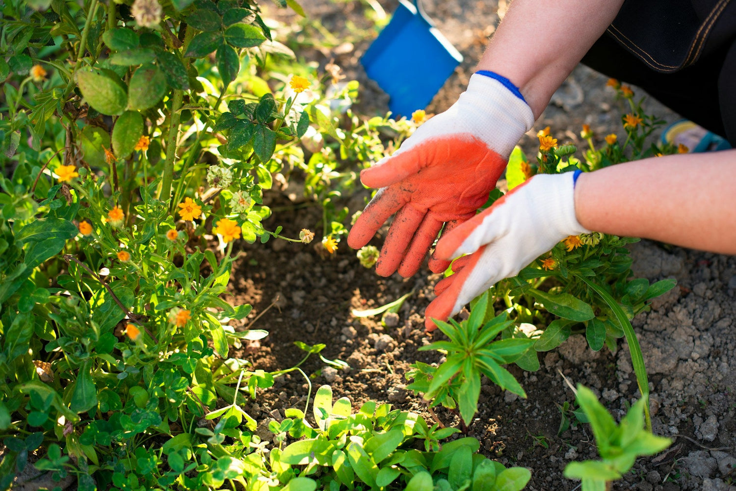 Soil & Fertilizers