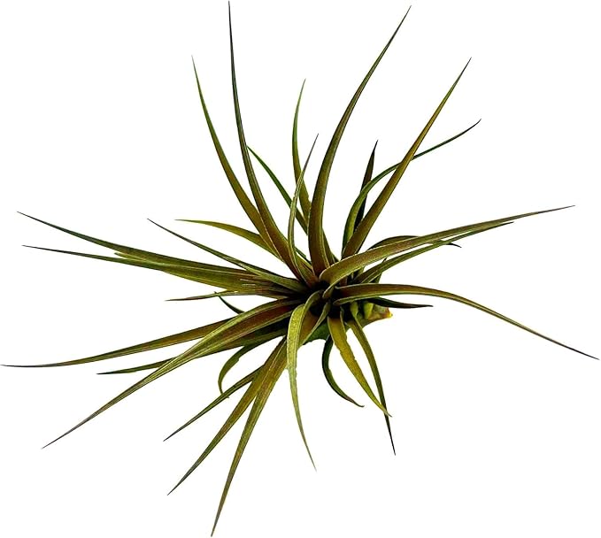Air Plants - Flowering Tillandsia Stricta Large 5" - 2ct - Live Arrival Guaranteed - House Plants for Home Decor & Gift