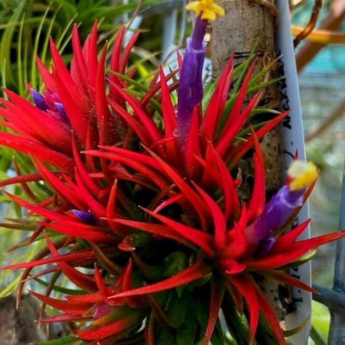 8 Air Plants, Tillandsia Air Plants Live Houseplants for Garden, Red Lonantha Tillandsia Plant, Air Plant