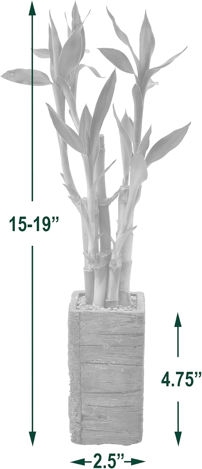 5-Stem Lucky Bamboo, Live Indoor Plant in Aged Wood Planter for Home, Work, or Gift, Light ***Cannot Ship to Hawaii**