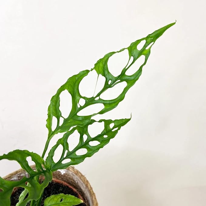 Handcrafted Monstera Obliqua Potting Mix - Optimal Nutrients for Vibrant Growth by Gardenera - 1 Quart