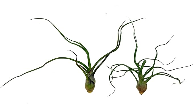 Air Plants - Flowering Tillandsia Bulbosa Guatemala, Large 3-5" - 2ct - Live Arrival Guaranteed - House Plants for Home Decor & Gift
