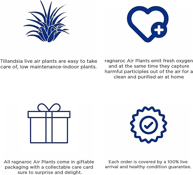 Air Plants - Tillandsia Straminea Jumbo 6-9" - 5ct - Live Arrival Guaranteed - House Plants for Home Decor & Gift