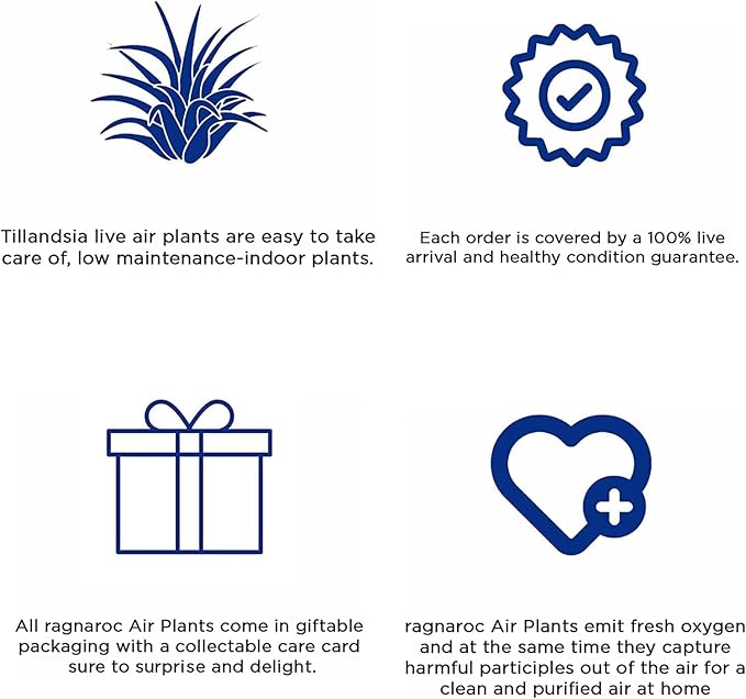 Air Plants Bulk - Tillandsia Juncea Wholesale, Jumbo 8-12" - 30ct - Live Arrival Guaranteed - House Plants for Home Decor & Gift