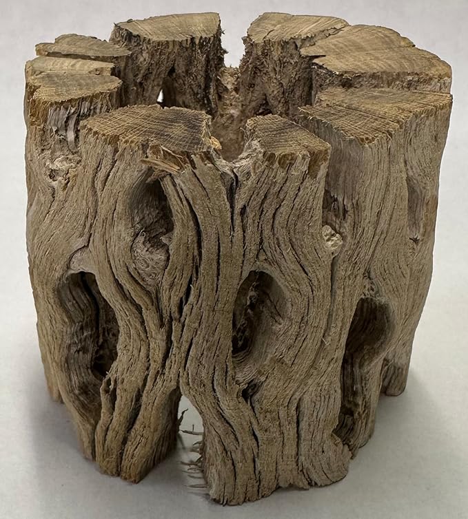 3 Natural Cholla Wood Air Plant Display Holders Individually Unique Round Decorative Stands (3 Pack Cholla Rounds)