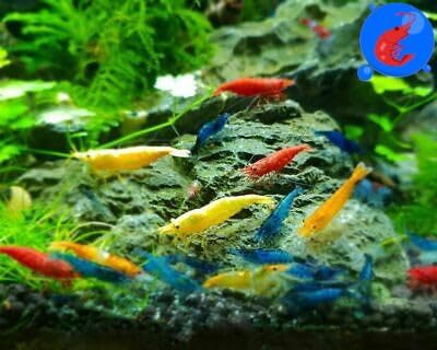 Generic Shrimp Up Aquatics™ 20+ Mixed Color Neocaridina Shrimp Live Freshwater Aquarium Inverts Live Arrival! Mixed