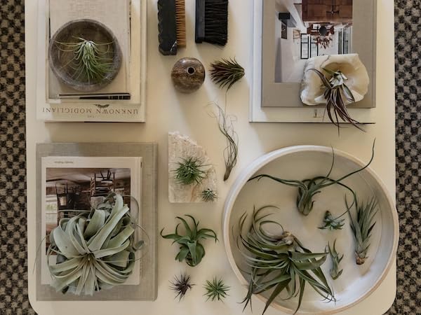 Air Plants - Hod Gift Box - 5ct - Live Arrival Guaranteed - House Plants for Home Decor & Gift