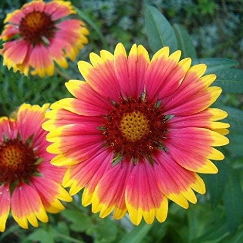 Dirt Goddess Super Seeds ~ Annual Gaillardia Blanket Flower Seed (1/2 Lb) Gaillardia pulchella Non GMO Bulk