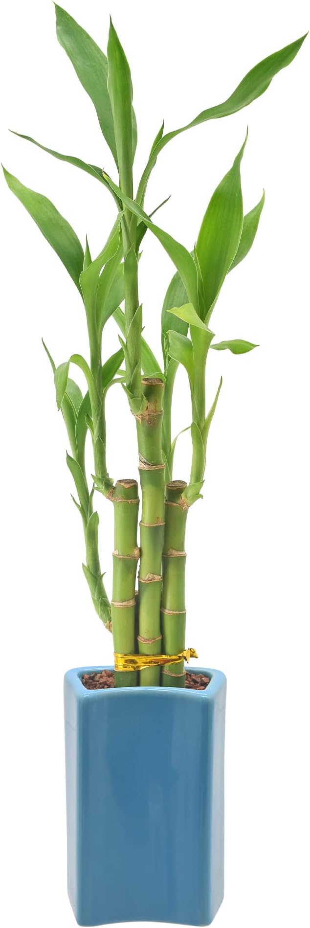 Arcadia Garden Products 5-Stem Lucky Bamboo, Live Indoor Plant in Contour II Ceramic Planter for Home, Work, or Gift, Blue ***Cannot Ship to Hawaii***