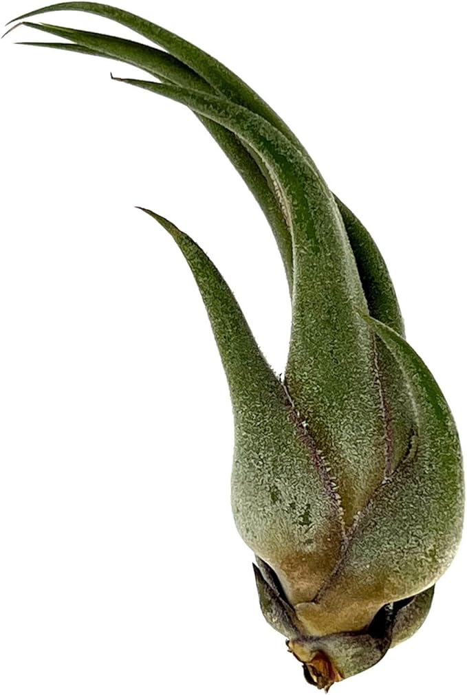 Air Plants - Tillandsia Seleriana, Large 4-6" - 1ct - Live Arrival Guaranteed - House Plants for Home Decor & Gift