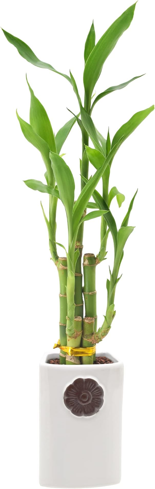 5-Stem Lucky Bamboo, Live Indoor Plant in Contour II Ceramic Planter for Home, Work, or Gift, White ***Cannot Ship to Hawaii***