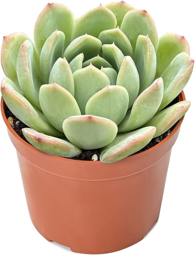 4-inch Succulent Echeveria 'Suryeon', Live Succulents Plants Fully Rooted in Pots with Soil, Easy-Care House Plants for DIY, Home Office Decoration