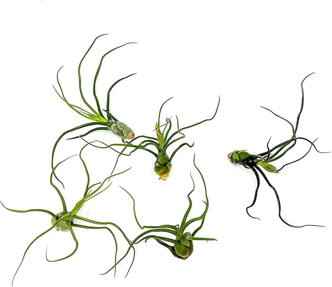 Air Plants - Flowering Tillandsia Bulbosa Guatemala, Large 3-5" - 5ct - Live Arrival Guaranteed - House Plants for Home Decor & Gift