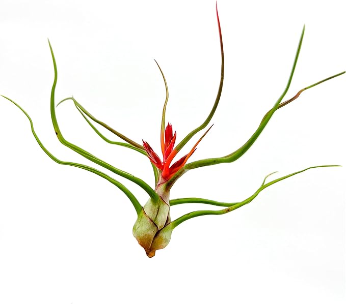 Air Plants - Flowering Tillandsia Bulbosa Belize, Giant 7-9" - 5ct - Live Arrival Guaranteed - House Plants for Home Decor & Gift