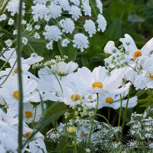 Eden Brothers Moon Garden Flower Mixed Seeds for Planting, 1 oz, 30,000+ Seeds with Cosmos Purity, Bishop's Flower | Attracts Pollinators, Plant in Spring or Fall, Zones 3, 4, 5, 6, 7, 8, 9, 10