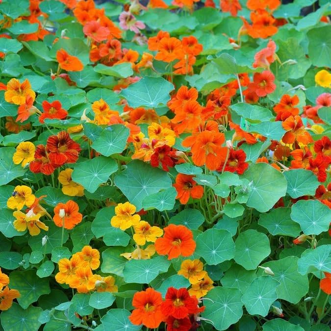 Dirt Goddess Super Seed~ Nasturtium, Tall Trailing Mix Seed~ Tropaeolum majus (1/2 Lb)