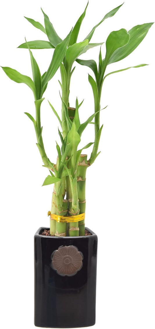 Arcadia Garden Products 5-Stem Lucky Bamboo, Live Indoor Plant in Contour II Ceramic Planter for Home, Work, or Gift, Black ***Cannot Ship to Hawaii***