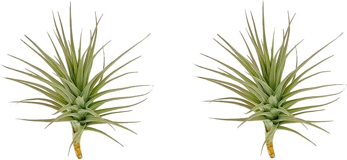 Air Plants - Flowering Tillandsia Lilla Lilac, Large 5" - 3ct - Live Arrival Guaranteed - House Plants for Home Decor & Gift
