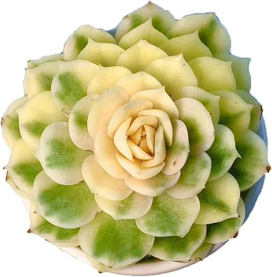 FWPP Live Succulents Plants,Echeveria Onslow Variegated 3.2 inches Mini Indoor Plants,Bare Root Without Pot Soil Live Plant,Succulents Plants Live for Gift Party Wedding Garden Baby Shower DIY Decor