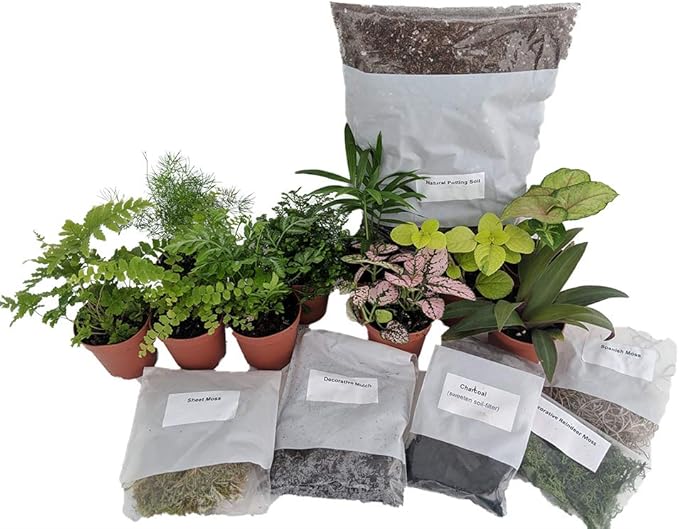 Hirt's Terrarium Kit with 5 Terrarium Plants and 5 Ferns