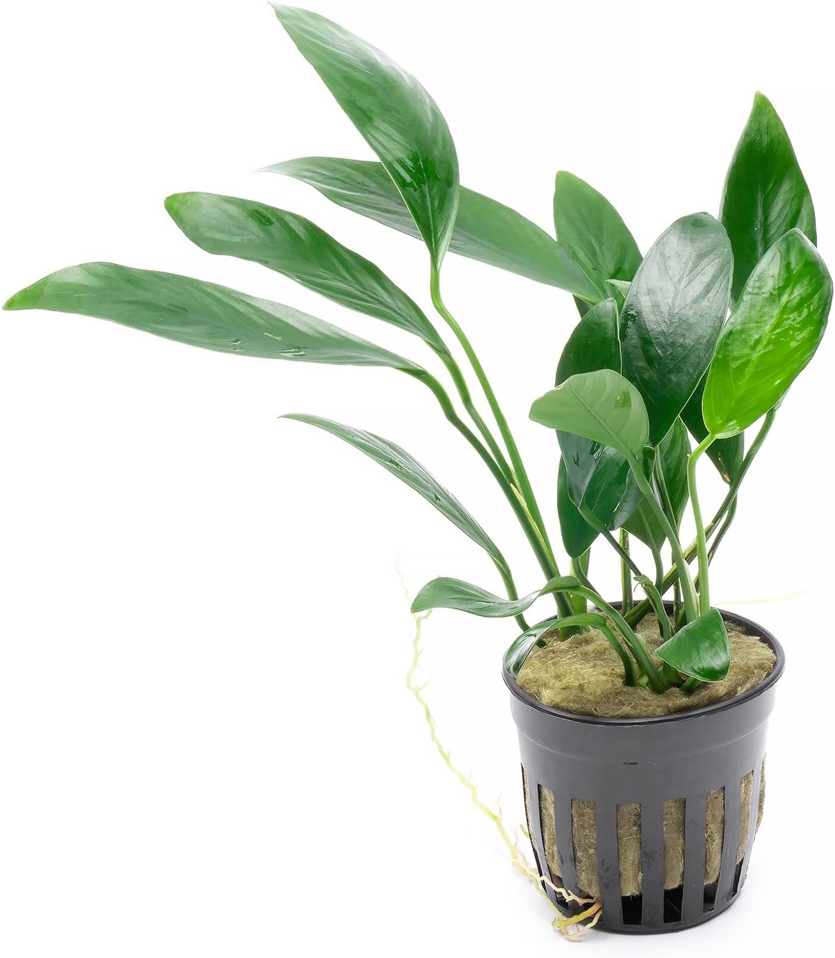 Anubias Live Aquarium Plants - Potted Freshwater Plant for Fish Tanks, Terrariums - Beginner Friendly Low Light (Congensis, 1 Pot)