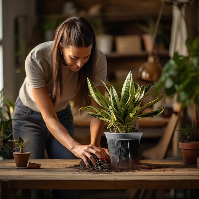 24 pcs 5/6 inch Clear Nursery pots with Trays,Thick Plastic Clear Plant pots with Drainage Holes and Saucers for Orchids,Succulents etc,Outdoor or Indoor use (5/6inch with 24 Trays)