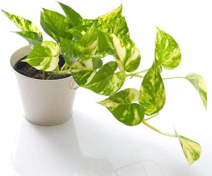 Epipremnum Plant Potting Soil - Enhance Foliage and Health with Professional Grade Nutrient-Rich Mix - 3 Quart