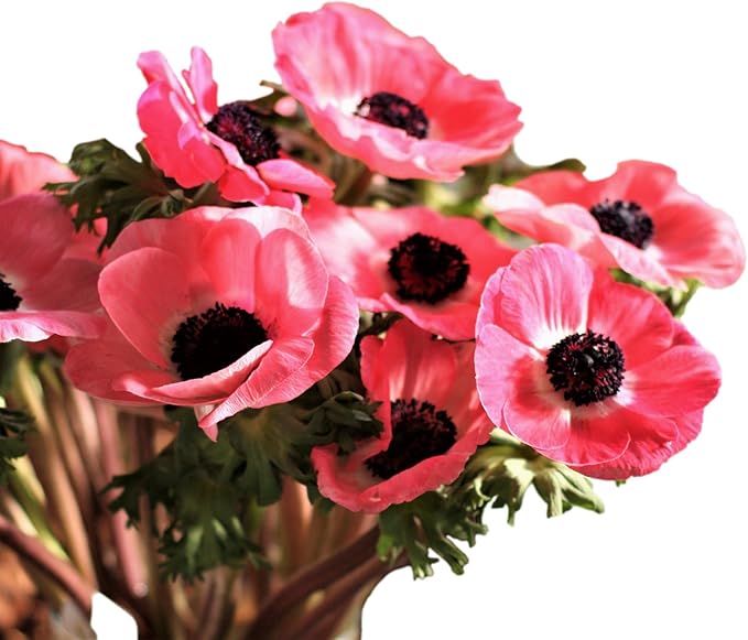 Easy to Grow Anemone Italian Mistral Plus Rosa Shocking - 10 Plant Bulbs, Rose-Pink Flowers in Spring Gardens Full Sun