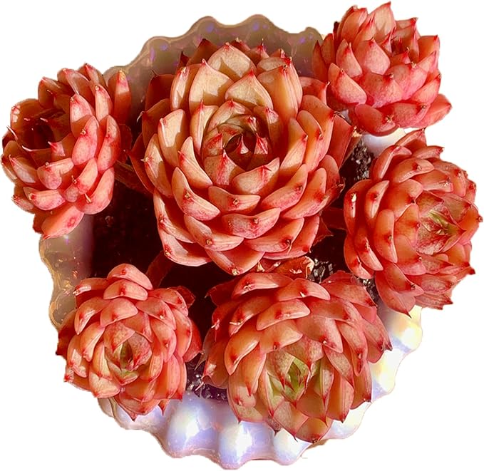 Echeveria Ben Badis Rare Live Succulent Plants, Red 4-5 Heads 3" Live Plant, Package Without Pot & Soil, Garden Indoor Office Desk, Wedding Party Baby Shower Decoration, Friend Plant Lovers Gifts