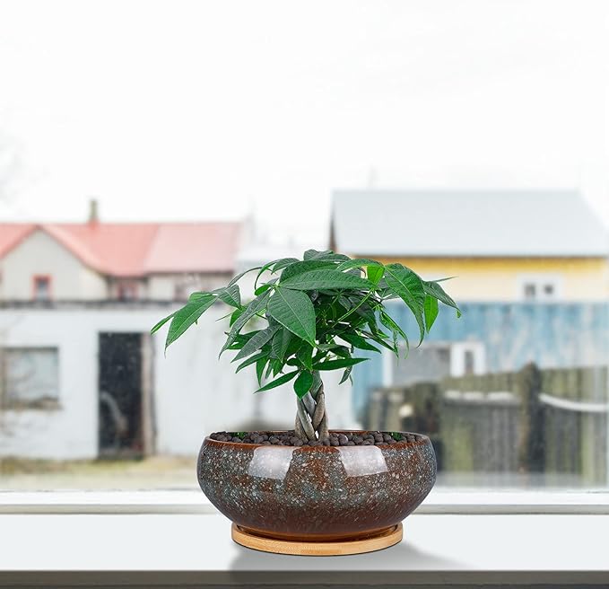 8 Inch Ceramic Bonsai Planter Pot, Glazed Shallow Succulent Planter with Drainage Hole and Bamboo Saucer for Indoor Plants, Brown