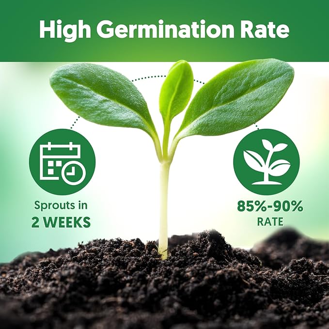 12 Varieties of Seasoning Seeds for Planting, Family Culinary Spice Herb & Veggie Seeds Packet, Basil, Rosemary, Thyme, Cilantro, Pepper, Mint, Non-GMO, Heirloom, for Home Garden Indoor Outdoor