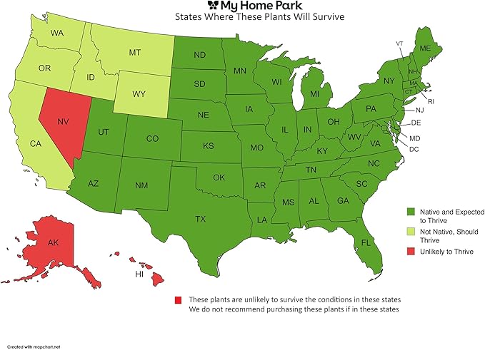 32 Live Butterfly Milkweed Plants (Asclepias tuberosa) Perennial Wildflowers from My Home Park – Individually Potted in 4” Pots – 4–8” Tall on Arrival – Not Seeds – Blooms in Mid-Summer – Zones 4-8