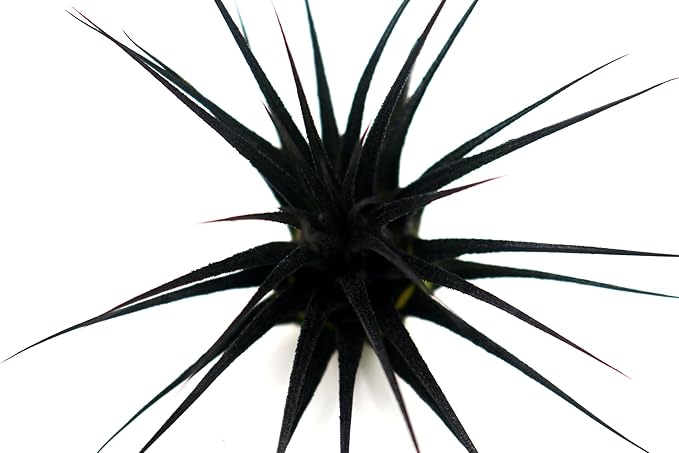 Dyed Tillandsia Ionantha Guatemala Enhanced Colored Colorful Air Plant Live Easy Care Indoor Outdoor Home Decor Gift Airplant by Awesome Industries Live Arrival Guaranteed (Black)