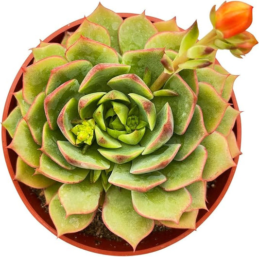 4-inch Succulent Echeveria 'Ramillette', Live Succulents Plants Fully Rooted in Pots with Soil, Easy-Care House Plants for DIY, Home Office Decoration