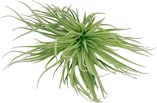 Air Plants - Flowering Tillandsia Rose BAER, Large 5" - 1ct - Live Arrival Guaranteed - House Plants for Home Decor & Gift