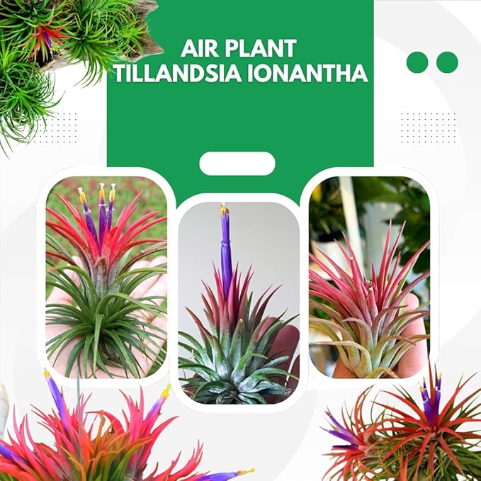 12 Air Plants, Tillandsia Air Plants Live Houseplants for Garden, Red Lonantha Tillandsia Plant