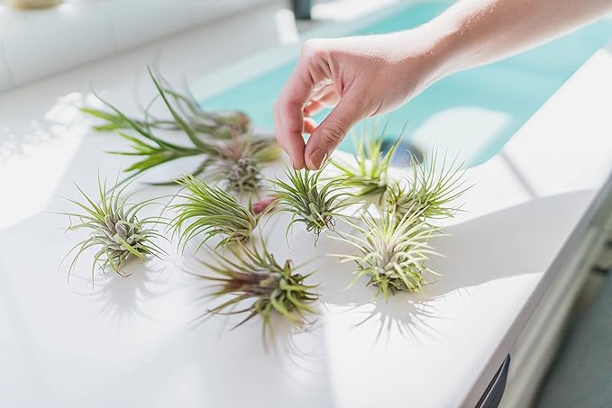 25 Pack Large Air Plants Tillandsia Ionantha Guatemala - Live Succulent House Plants - Available in Wholesale and Bulk - Home and Garden Decor - Easy Care Indoor and Outdoor Plants