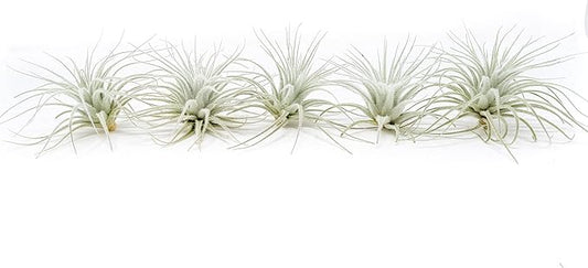Air Plant Shop 5 Pack Rare Tectorum Ecuador Air Plants - Unique, Bright White, Nursery-Grown Tillandsia House Plant with Fuzzy Trichomes for Terrariums, Driftwood & Living Walls - Wholesale