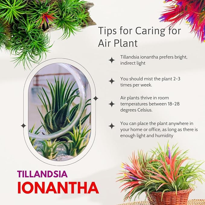 12 Air Plants, Tillandsia Air Plants Live Houseplants for Garden, Red Lonantha Tillandsia Plant