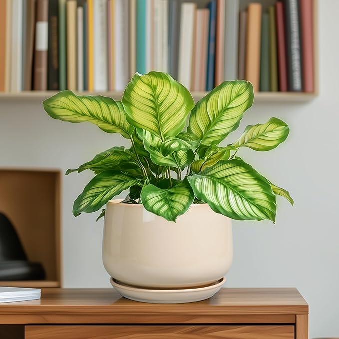 G EPGardening Ceramic Pot for Plants - 6 Inch Planter with Drainage and Ceramic Saucer, Flower Pots for Indoor Plants, Modern Outdoor Planter, Home Decor, Gift for Women Men, Beige