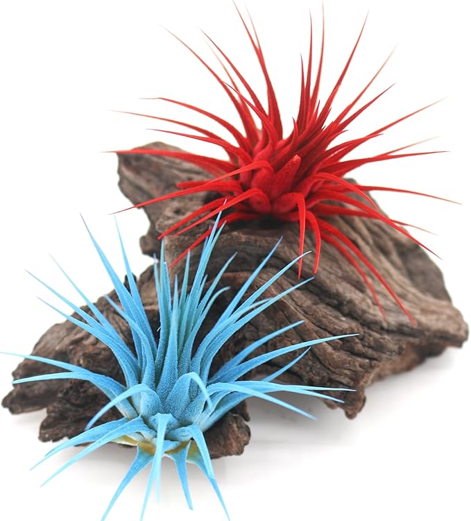 Dyed Tillandsia Ionantha Guatemala Enhanced Colored Colorful Air Plant Live Easy Care Indoor Outdoor Home Decor Gift Airplant by Awesome Industries Live Arrival Guaranteed (Light Blue)