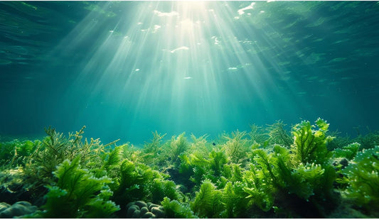 Deep Ocean Fish Tank Background Under The Sea Aquatic Plants Aquarium Background Underwater Corals Sunray Terrarium Backgrounds Tropical Fish Ocean World Aquarium Backgrounds Decorations 48x18in