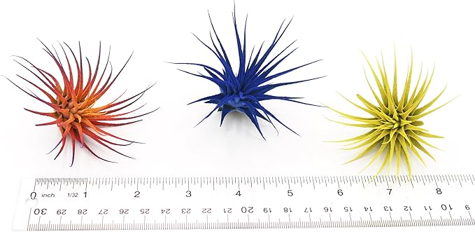 Dyed Tillandsia Ionantha Guatemala Enhanced Colored Colorful Air Plant Live Easy Care Indoor Outdoor Home Decor Gift Airplant by Awesome Industries Live Arrival Guaranteed (Sunset)
