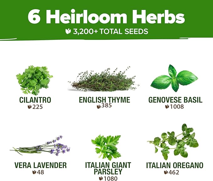 HOME GROWN 6 Herb Seeds for Planting 3,200+ Non-GMO Heirloom Seeds | Extra Large Variety Pack Herb Kit – Indoor Outdoor & Hydroponic | Culinary Seed Set | Grow Your Own Herbs | Gift for Beginners