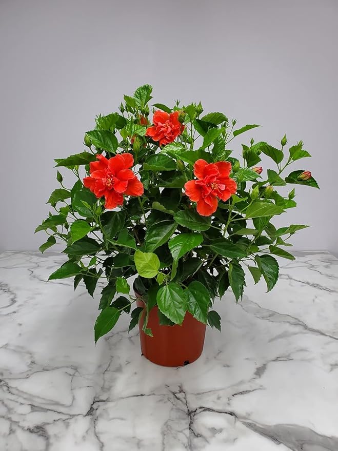 Hibiscus Plant Live - Double Red Hibiscus Bush - Flowering Plants - Red - Overall Height 26" to 28" - Tropical Plants of Florida (Plant Only)
