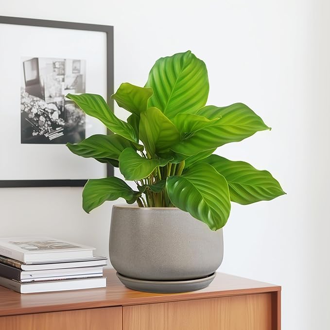 G EPGardening Ceramic Pots for Plants 7 Inch - Large Ceramic Planters for Indoor Plants Outdoor Modern Flower Pot with Drainage Holes and Saucer for Office Garden Patio Grey