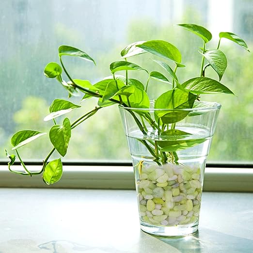 5 lbs Jade Pebbles for Indoor Plants, Decorative Pebbles for Bamboo, Vase, 3/8" Plant Gravel for Pots Indoor, Highly Polished Small River Rocks