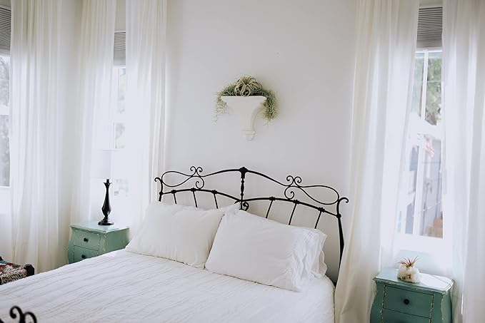 3 Pack Thick Colombian Spanish Moss Live Strands with Wire Hook - Tillandsia Usneiodes - Live Tillandsia Succulent House Plants - Home and Garden Decor - Easy Care Indoor and Outdoor Plants