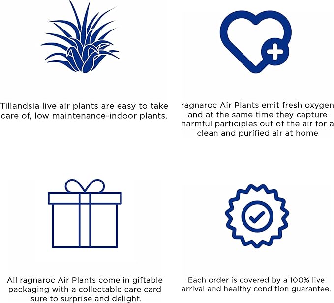 Air Plants - Flowering Tillandsia Caput Medusae, Large 5-7" - 5ct - Live Arrival Guaranteed - House Plants for Home Decor & Gift